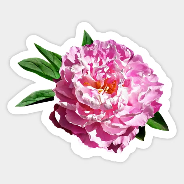 One Pale Pink Peony Sticker by SusanSavad